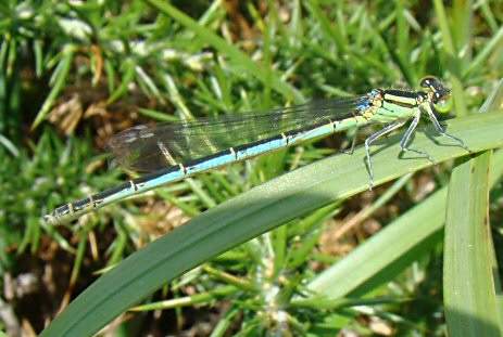 agrion de Vander Linden: femelle adulte