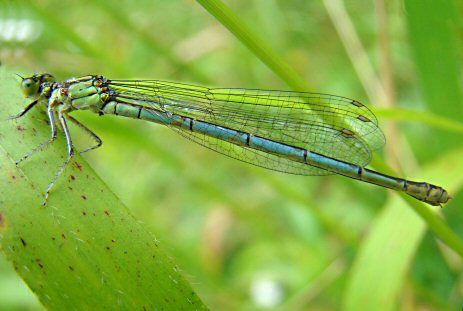 agrion de Vander Linden: femelle adulte