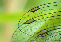 agrion de Vander Linden femelle: ptérostigmas