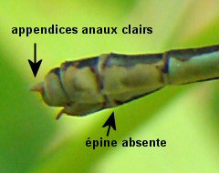 agrion de Vander Linden femelle: extrmit abdominale