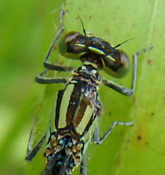 Coenagrionidae: dessus tte avec une ligne (agrion de Vander Linden )