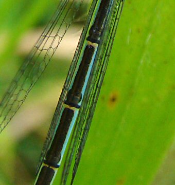 agrion de Vander Linden femelle: dtails du dessus de l'abdomen