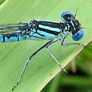 agrion de Vander Linden mle