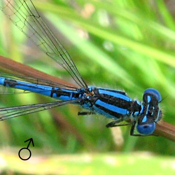 agrion de Vander Linden mle