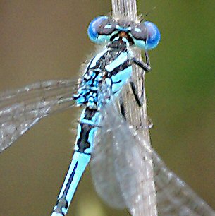 agrion de Vander Linden mle