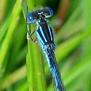 agrion de Vander Linden mle