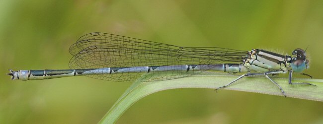 agrion de Vander Linden mle immature