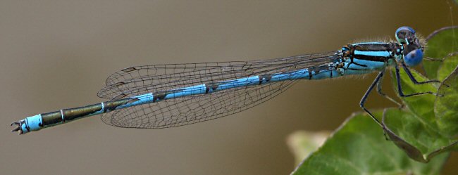 agrion de Vander Linden mle adulte