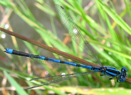 agrion de Vander Linden mle