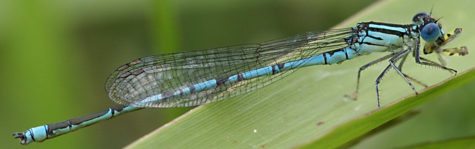 agrion de Vander Linden mle