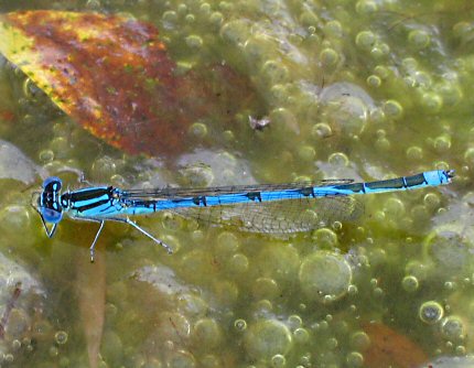 agrion de Vander Linden mle