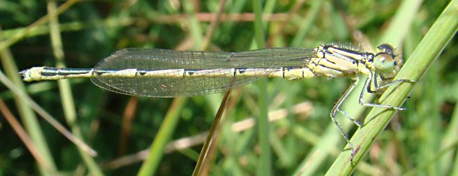 agrion de Vander Linden mle immature