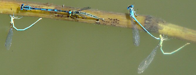 agrion de Vander Linden: pontes