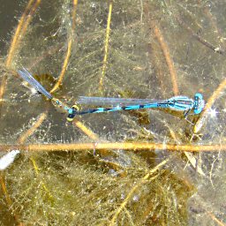 agrion de Vander Linden: ponte