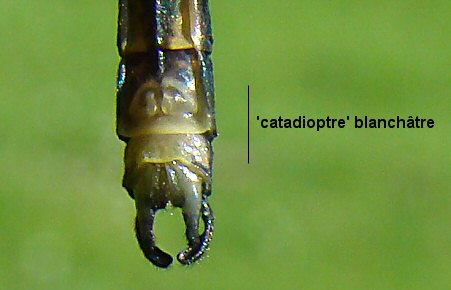 caloptryx clatant mle: catadioptre