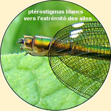 caloptryx clatant femelle: dtail