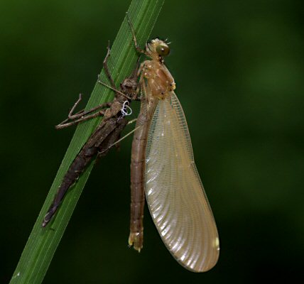 caloptéryx vierge femelle: émergence