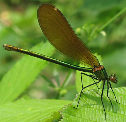 caloptryx vierge femelle immature