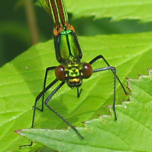 caloptryx verge femelle immature