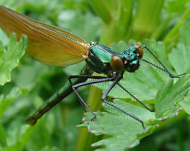 caloptryx vierge femelle immature