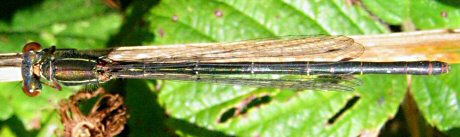 agrion dlicat femelle