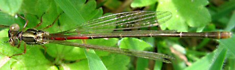 agrion dlicat femelle