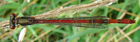 agrion dlicat femelle