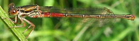 agrion dlicat femelle