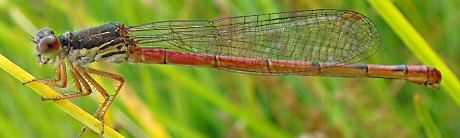 agrion dlicat femelle