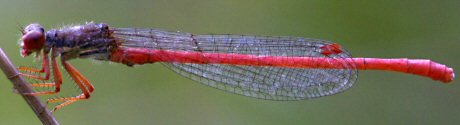 agrion dlicat mle