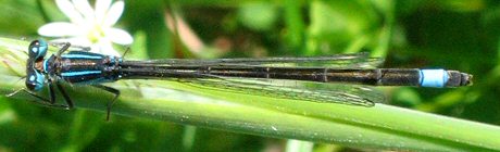 agrion lgant femelle andromorphe