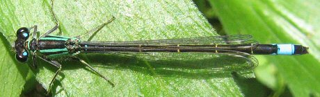 agrion lgant femelle