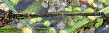 agrion lgant femelle