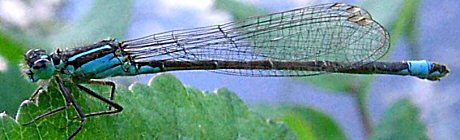 agrion lgant femelle andromorphe