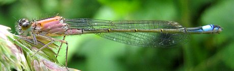 agrion lgant femelle (forme sans bandes humrales noires)