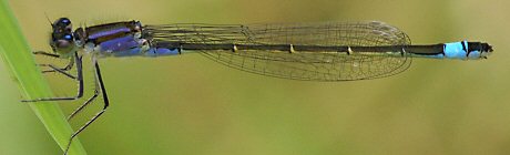 agrion lgant femelle