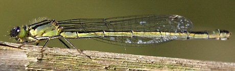 agrion lgant femelle