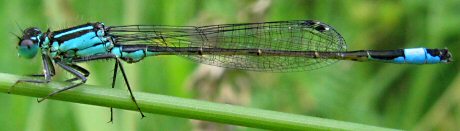 agrion lgant mle