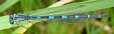 agrion joli femelle