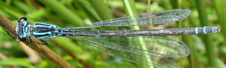 agrion joli femelle