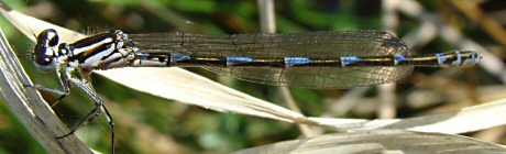 agrion joli femelle