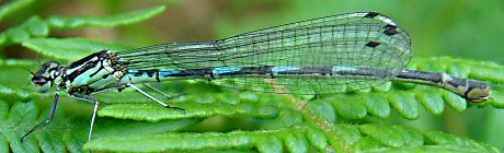 agrion joli femelle