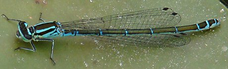 agrion jouvencelle femelle