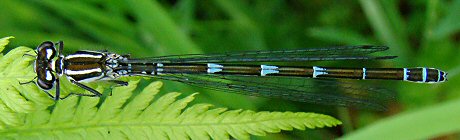 agrion jouvencelle femelle