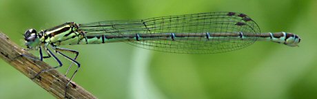 agrion jouvencelle femelle