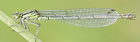 agrion jouvencelle femelle