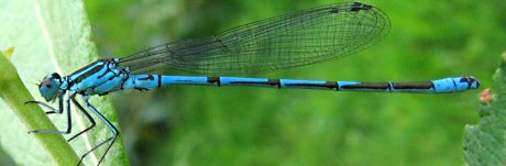 agrion jouvencelle mle