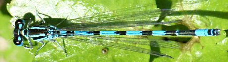 agrion de Mercure mle