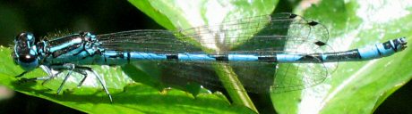 agrion de Mercure mle