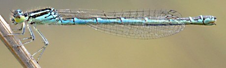 agrion mignon femelle